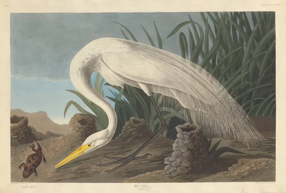 White Heron by Robert Havell, Jr.; John James Audubon, print, 1837