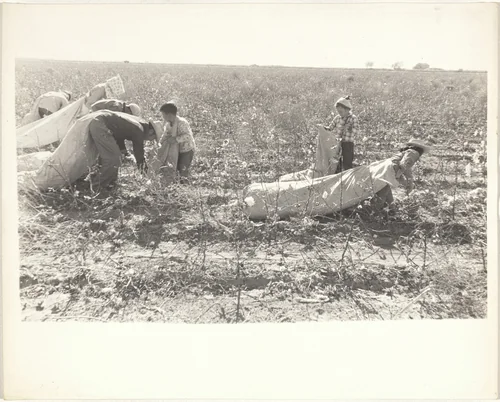 Cotton harvesters--New Mexico by Robert Frank, photograph, 1955