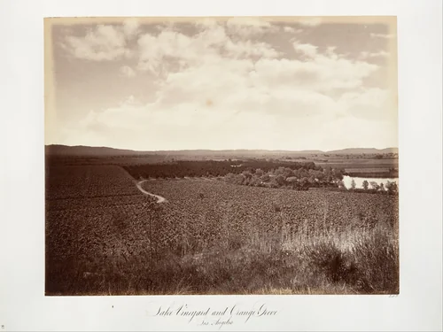 Lake Vineyard and Orange Grove, Los Angeles by Carleton E. Watkins, photograph, 1876