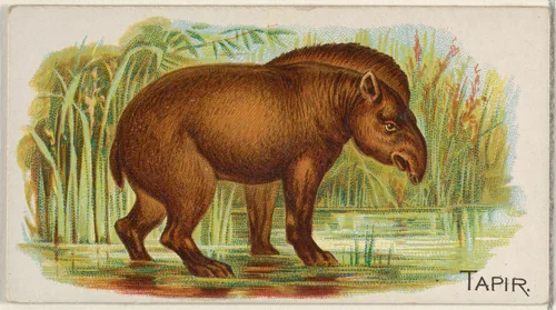 Tapir, from the Quadrupeds series (N21) for Allen & Ginter Cigarettes by Allen & Ginter, print, 1890