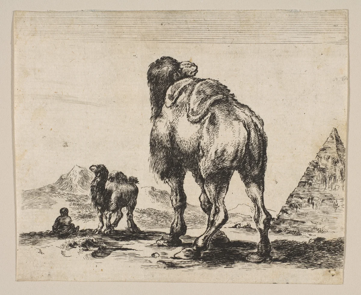 Plate 18: Camel viewed from behind with pyramid at right, from "Various animals" (Diversi animali) by Stefano della Bella, print, 1641-1660