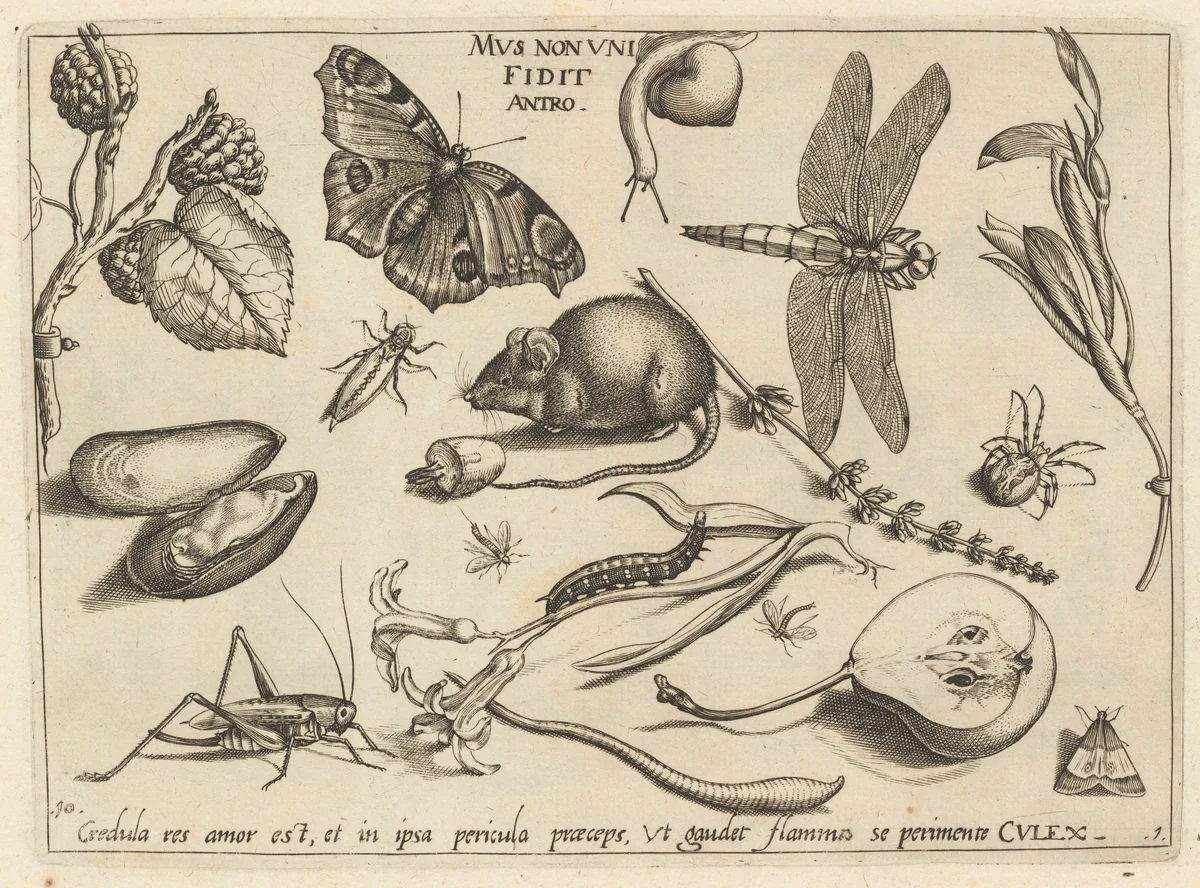 Archetypa studiaque patris Georgii Hoefnagelii [Part 1, Plate 10] by Jacob Hoefnagel; Joris Hoefnagel, print, 1592