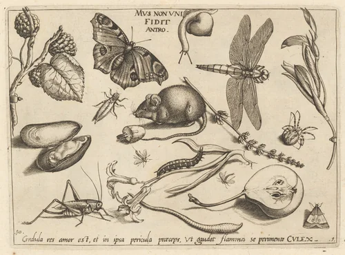 Archetypa studiaque patris Georgii Hoefnagelii [Part 1, Plate 10] by Jacob Hoefnagel; Joris Hoefnagel, print, 1592