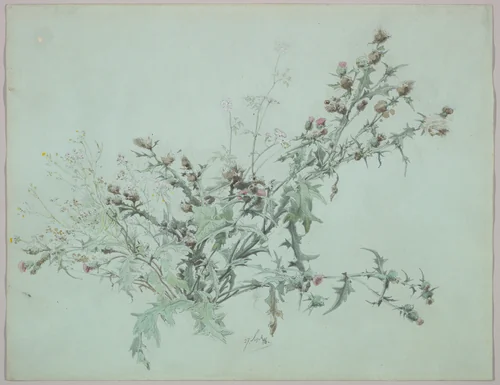 Study of a Flowering Thistle by Carl Georg Anton Graeb, drawing, 1846