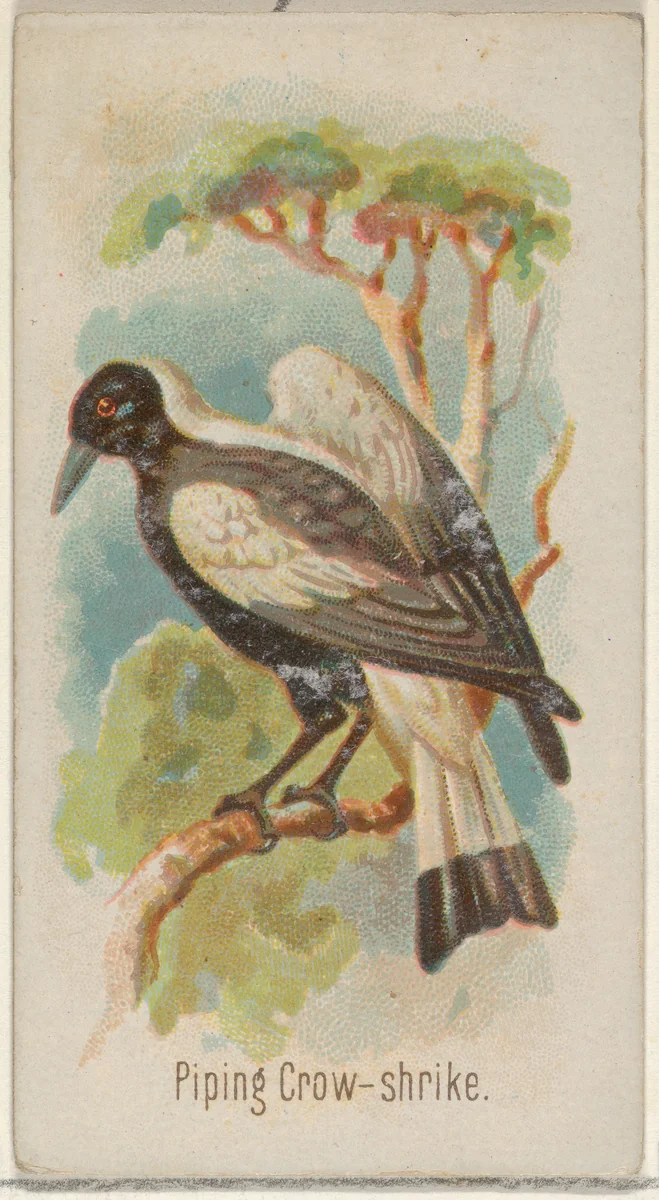 Piping Crow-shrike, from the Song Birds of the World series (N23) for Allen & Ginter Cigarettes by Allen & Ginter, print, 1890