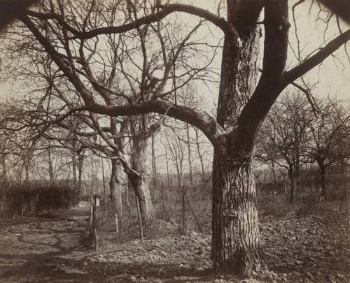 Chatenay. Noyer by Eugène Atget, photograph, 1919
