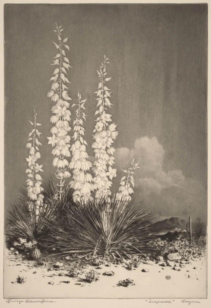 Soapweed, Arizona (no. 2) by George Elbert Burr, print, 1919-1929