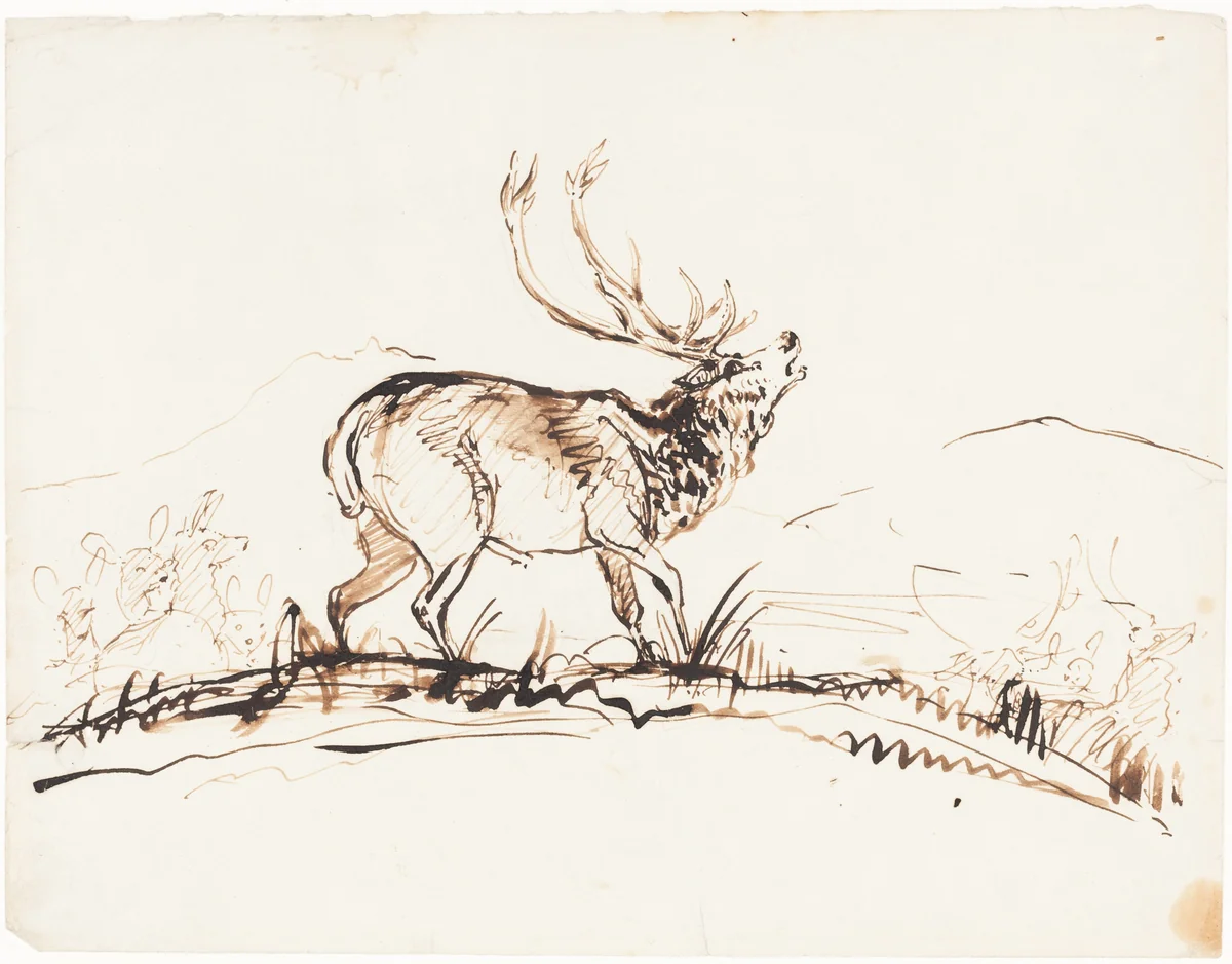 A Bellowing Stag by Sir Edwin Landseer, drawing, 1840-1850