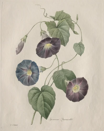 Star-glory Morning-glory by Henry Joseph Redouté, print, 1827