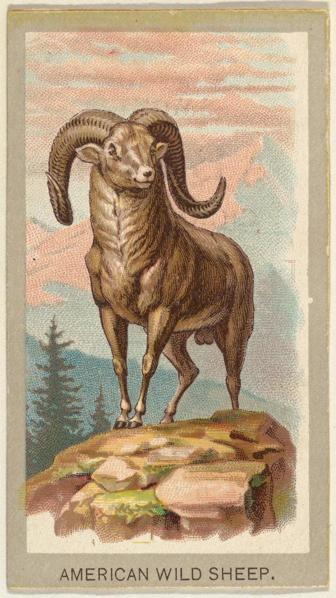 American Wild Sheep, from the Animals of the World series (T180), issued by Abdul Cigarettes by Abdul Cigarettes, print, 1881