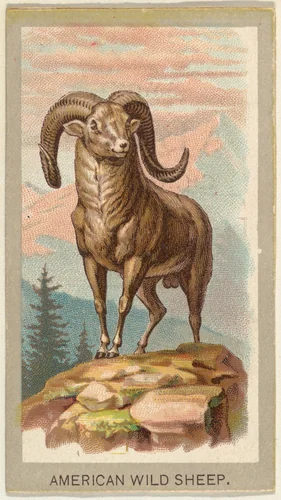 American Wild Sheep, from the Animals of the World series (T180), issued by Abdul Cigarettes by Abdul Cigarettes, print, 1881