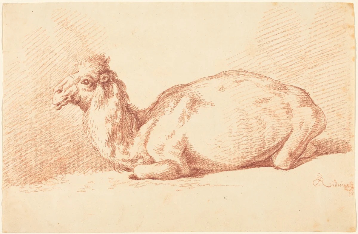 A Dromedary Camel by Johann Elias Ridinger, drawing, 1750-1760