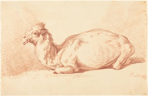 A Dromedary Camel by Johann Elias Ridinger, drawing, 1750-1760