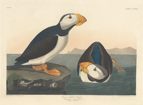 Large-billed Puffin by Robert Havell, Jr.; John James Audubon, print, 1836