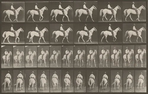 Plate Number 579. "Elberon" walking, saddled by Eadweard Muybridge, photograph, 1887