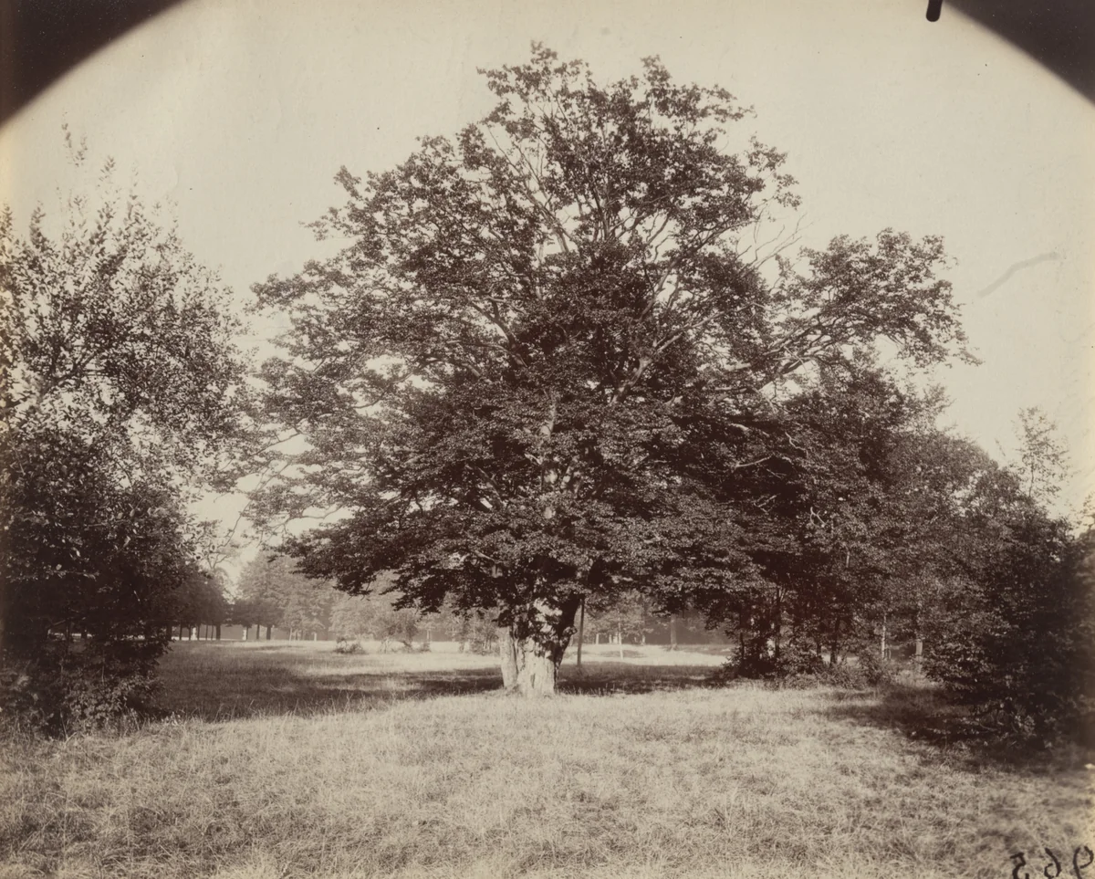 Parc de Saint-Cloud by Eugène Atget, photograph, 1919
