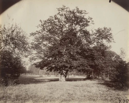 Parc de Saint-Cloud by Eugène Atget, photograph, 1919