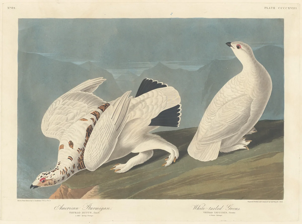 American Ptarmigan and White-tailed Grous by Robert Havell, Jr.; John James Audubon, print, 1838