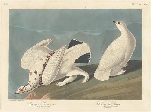 American Ptarmigan and White-tailed Grous by Robert Havell, Jr.; John James Audubon, print, 1838