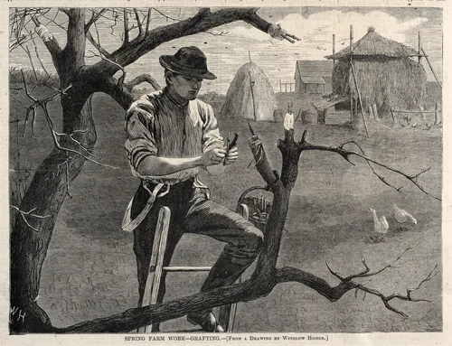 Spring Farm Work - Grafting by Winslow Homer, print, 1870