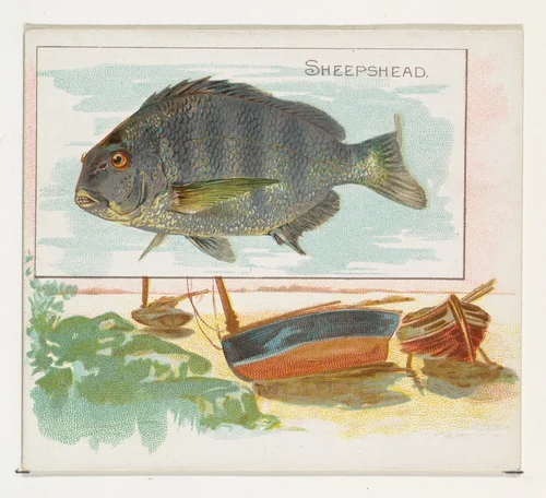 Sheepshead, from Fish from American Waters series (N39) for Allen & Ginter Cigarettes by Allen & Ginter, print, 1889
