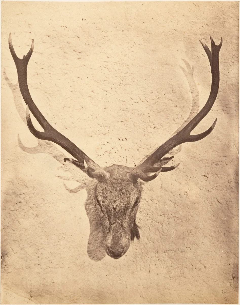[Stag Trophy Head Killed by Ned Ross] by Horatio Ross, photograph, 1857