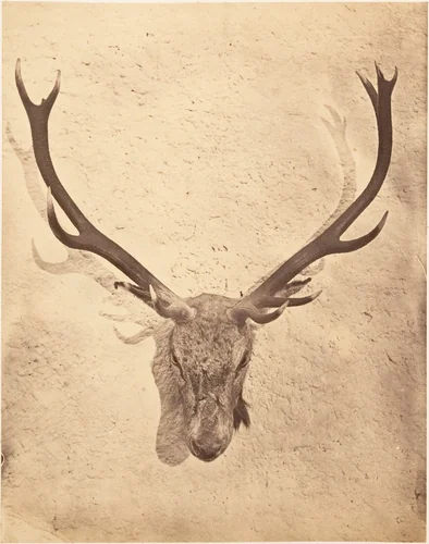 [Stag Trophy Head Killed by Ned Ross] by Horatio Ross, photograph, 1857