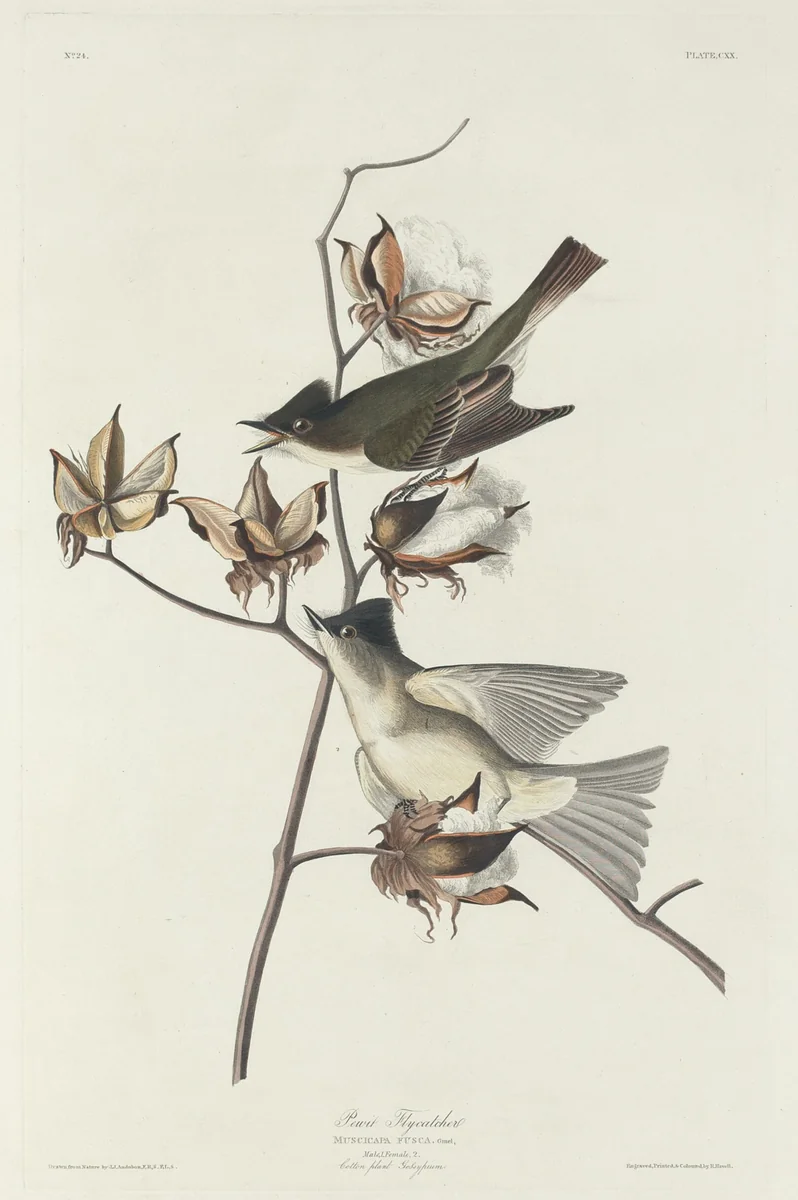 Pewit Flycatcher by Robert Havell, Jr.; John James Audubon, print, 1831