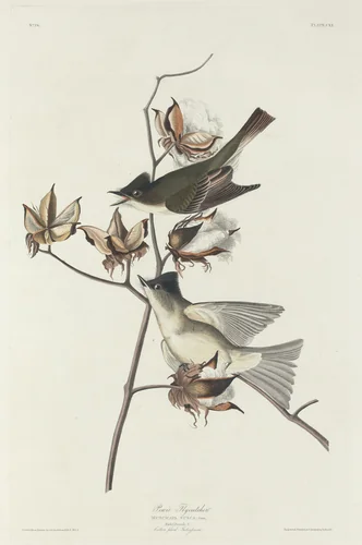 Pewit Flycatcher by Robert Havell, Jr.; John James Audubon, print, 1831