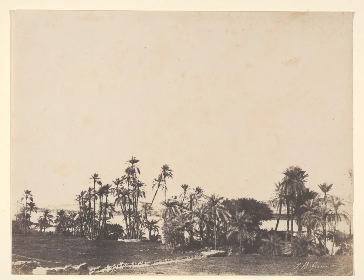 Etude de Palmiers, Bords du Nil, Kalabschi by John Beasley Greene, photograph, 1853-1854
