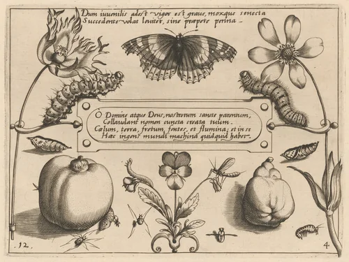 Archetypa studiaque patris Georgii Hoefnagelii [Part 4, Plate 12] by Jacob Hoefnagel; Joris Hoefnagel, print, 1592
