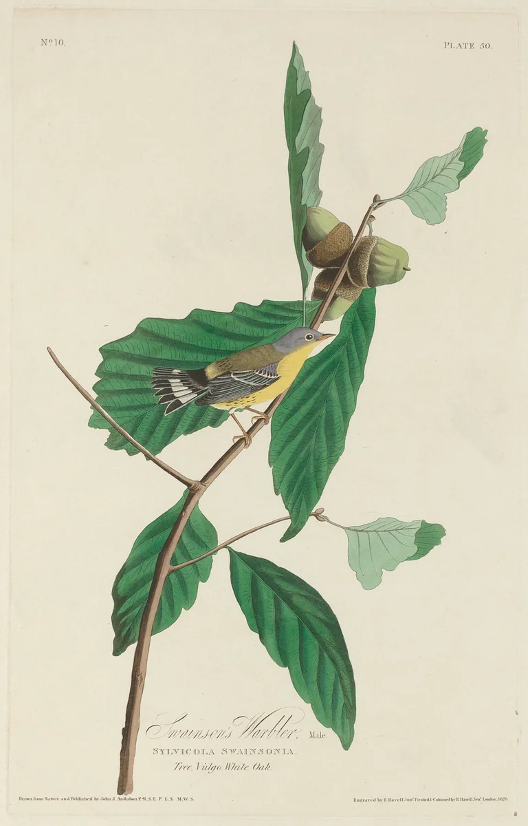 Swainson's Warbler by Robert Havell, Jr.; John James Audubon, print, 1828