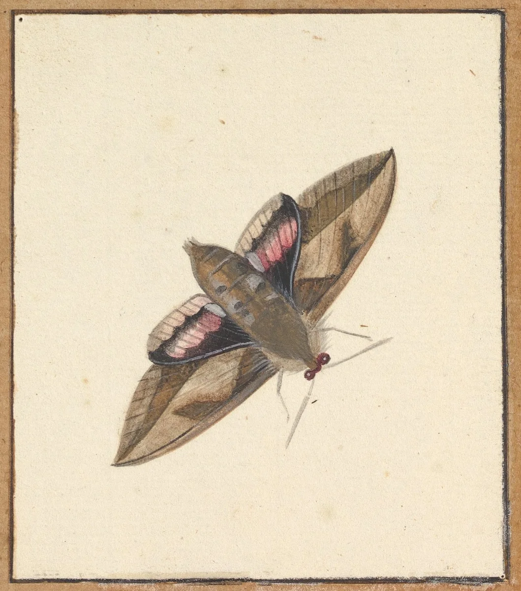 A Moth by Nicolaas Struyk, drawing, 1706-1769