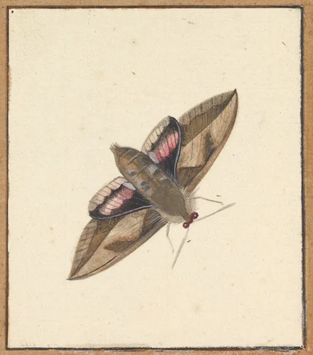 A Moth by Nicolaas Struyk, drawing, 1706-1769