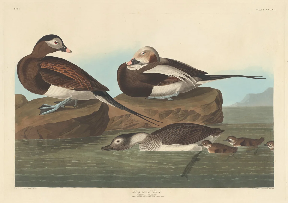 Long-tailed Duck by Robert Havell, Jr.; John James Audubon, print, 1836