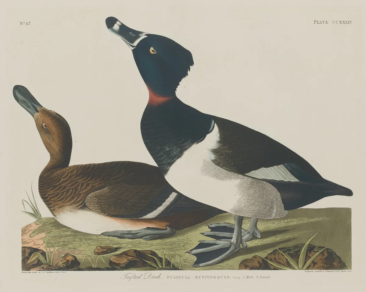 Tufted Duck by Robert Havell, Jr.; John James Audubon, print, 1834