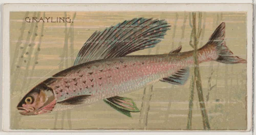 Grayling, from the series Fishers and Fish (N74) for Duke brand cigarettes by Knapp & Company, print, 1888