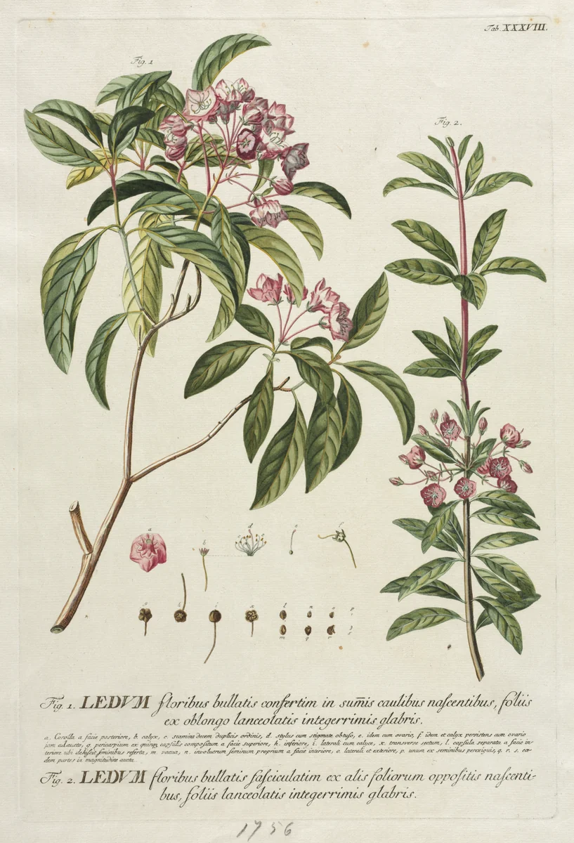 Plantae Selectae: No. 38 by Georg Dionysius Ehret, print, 1773