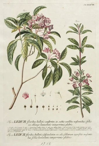 Plantae Selectae: No. 38 by Georg Dionysius Ehret, print, 1773