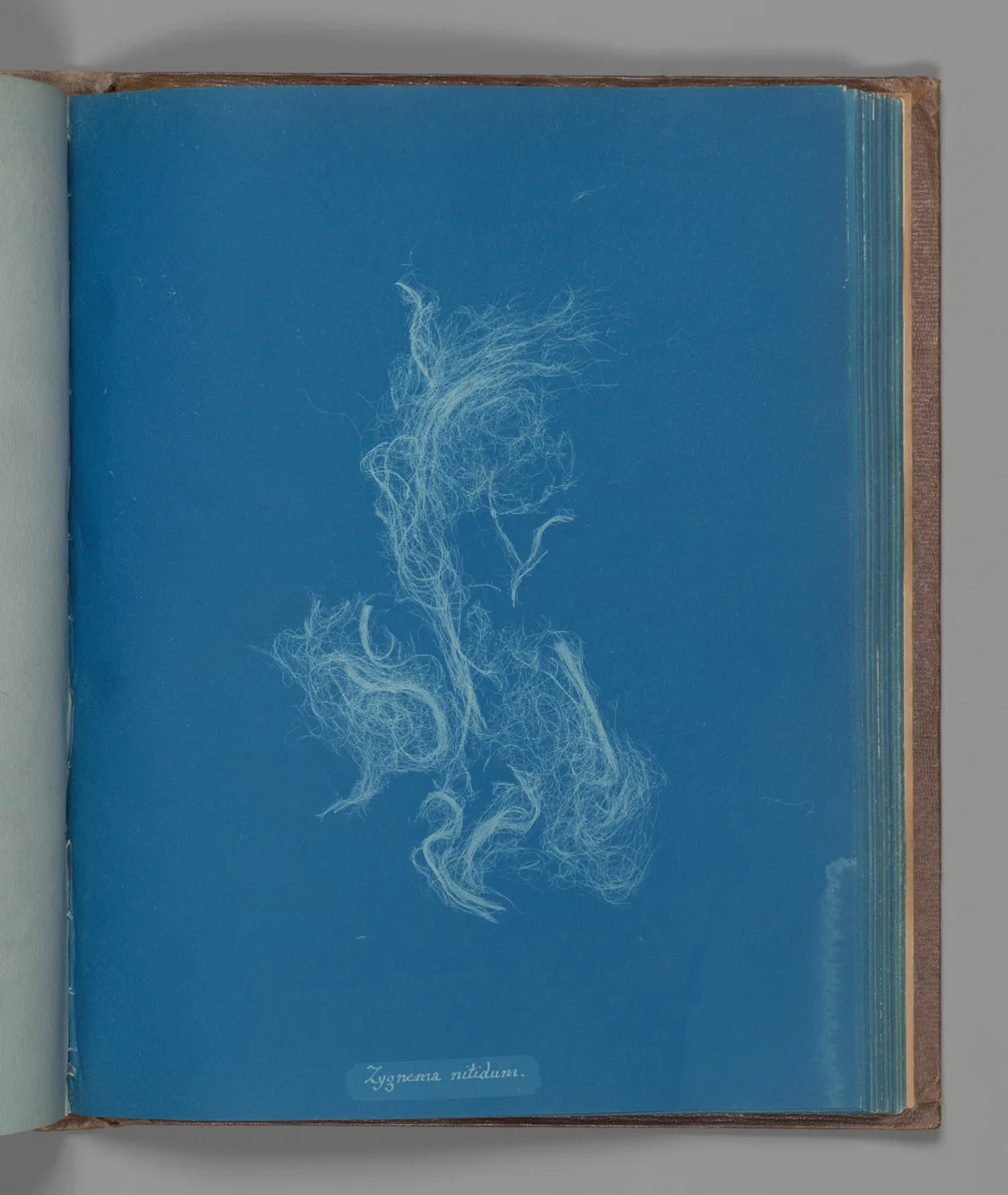 Zygnema nitidum by Anna Atkins, photograph, 1851-1855