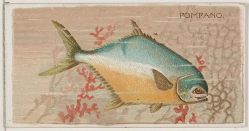 Pompano, from the series Fishers and Fish (N74) for Duke brand cigarettes by Knapp & Company, print, 1888