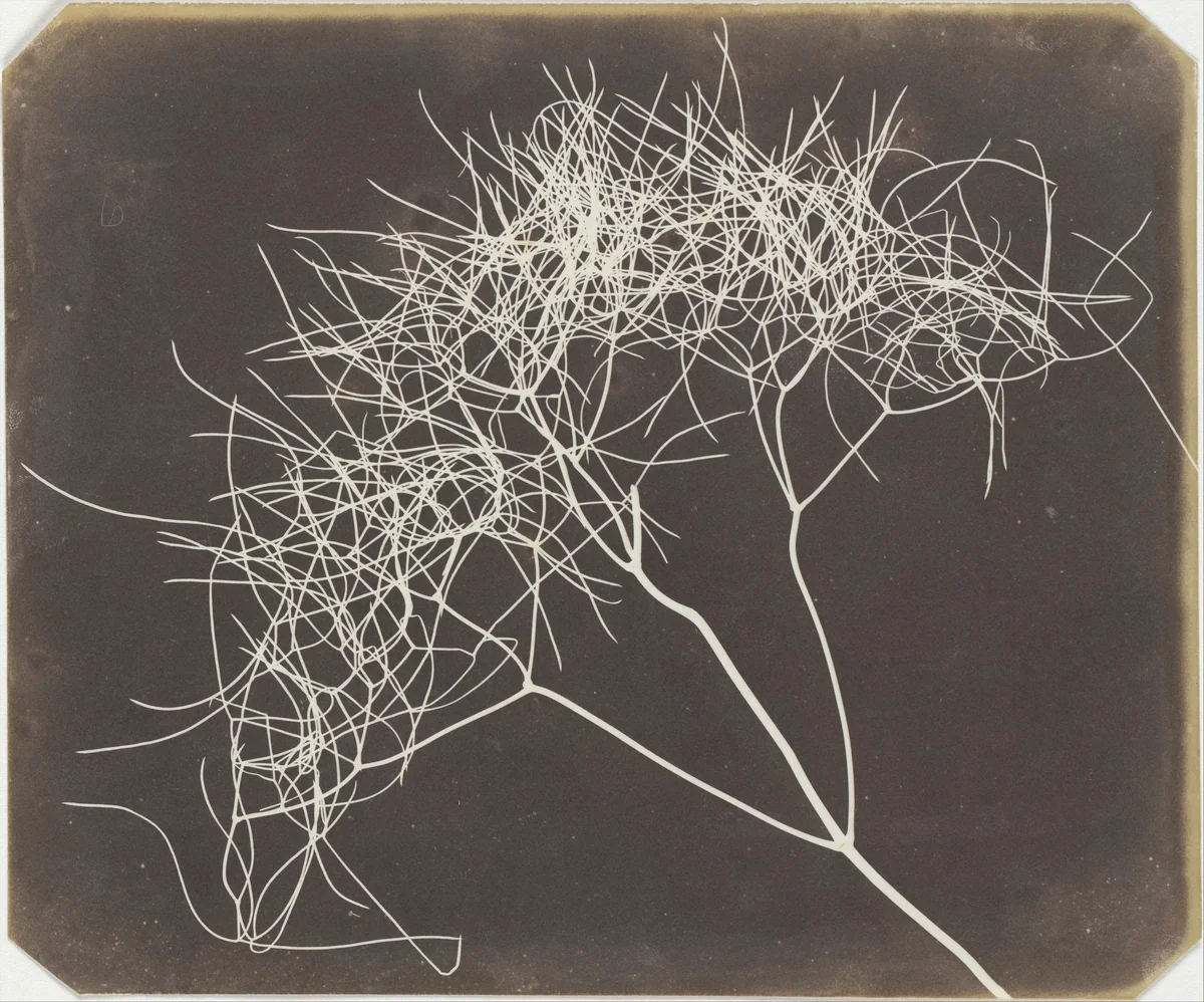 [Wild Fennel] by William Henry Fox Talbot, photograph, 1841-1842