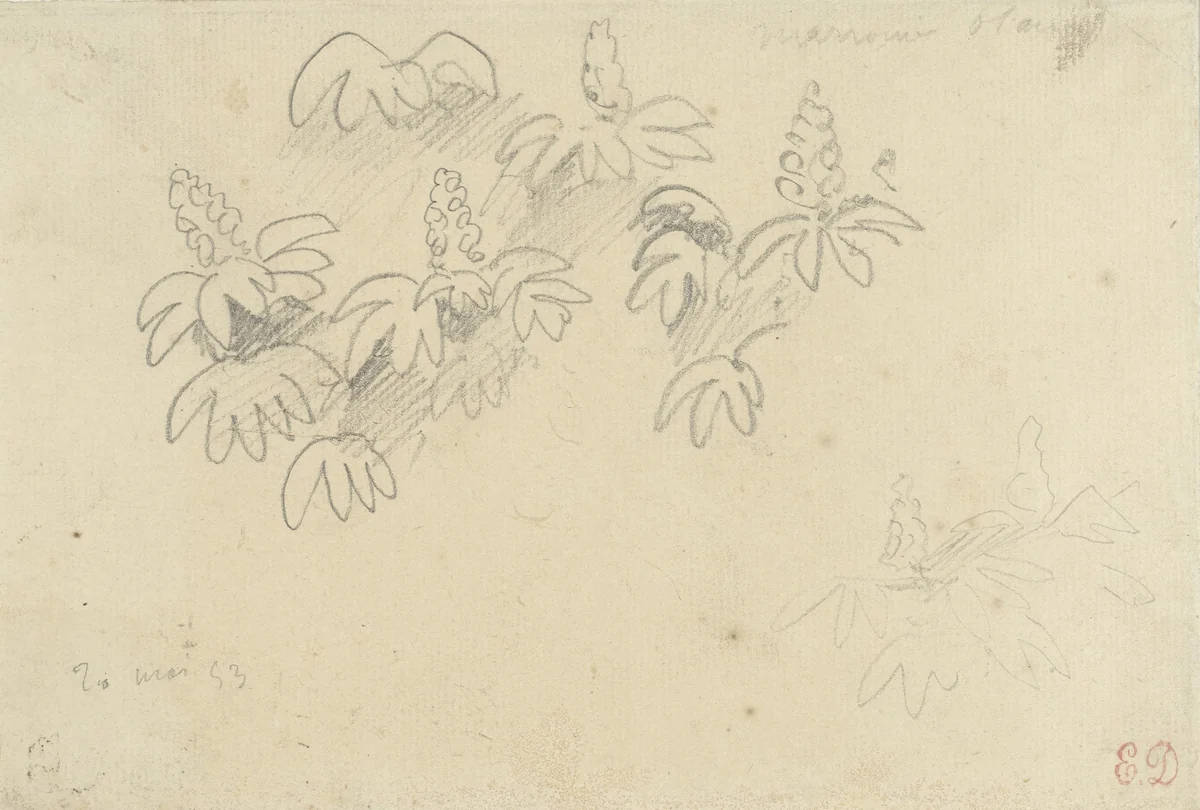Studieblaadje met plantjes: witte kastanje by Eugène Delacroix, drawing, 1853