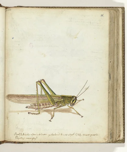 Sprinkhaan by Jan Brandes, drawing, 1784