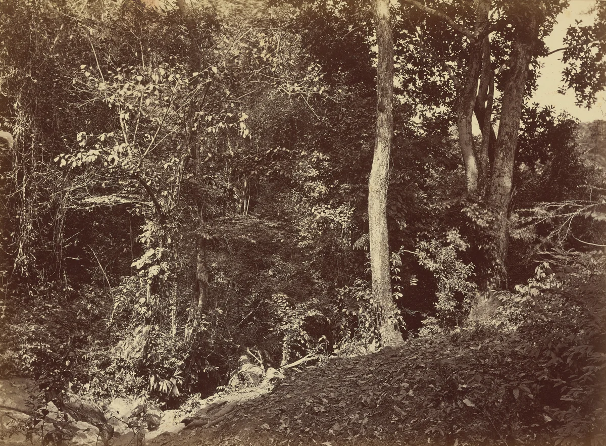 View Near Chipigana by John Moran, photograph, 1871