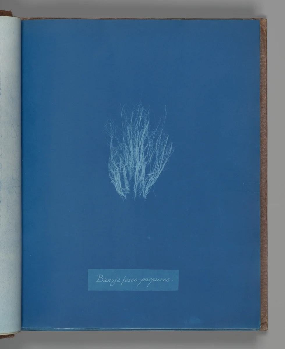 Bangia fusco-purpurea by Anna Atkins, photograph, 1851-1855