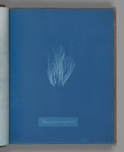 Bangia fusco-purpurea by Anna Atkins, photograph, 1851-1855