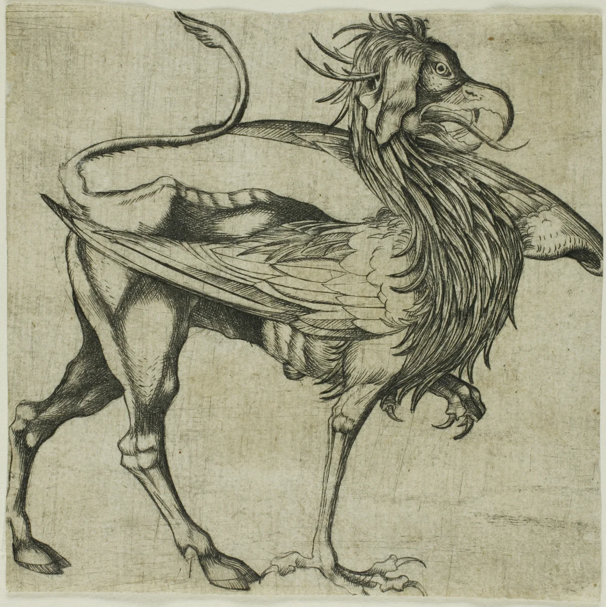The Griffin by Martin Schongauer, print, 1450-1491