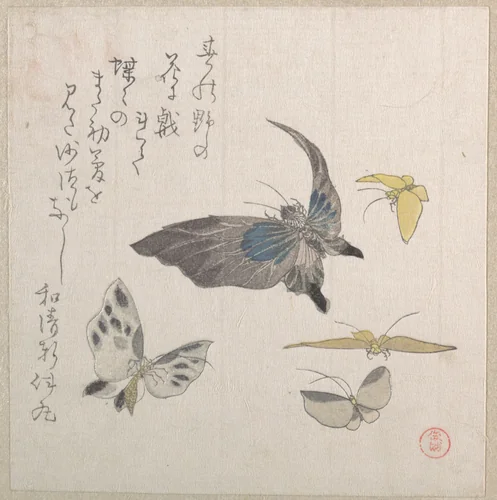 Butterflies by Kubo Shunman (窪俊満), print, 1800-1899