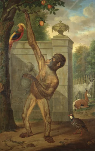 Orang-utan from the Zoo of Stadholder Willem V, Picking an Apple by Tethart Philip Christian Haag, painting, 1777